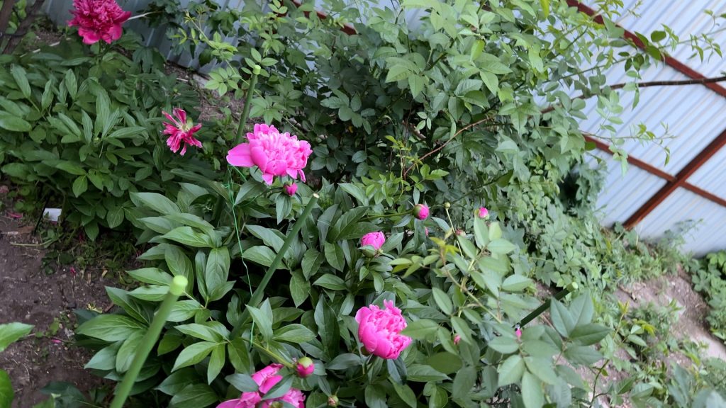 Фоторепортаж: Бір үйдің тағдыры – бүтін бір дәуірдің жаңғырығы